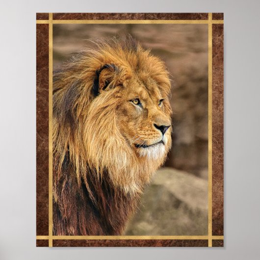 Leeuw Zijwaarts Fotograaf Poster (Voorkant)