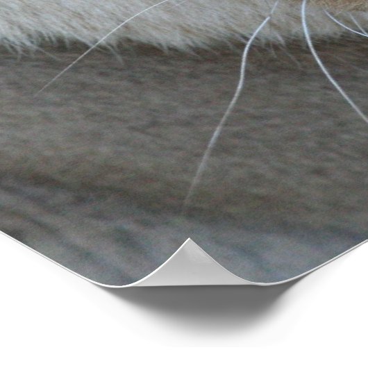 Leeuwen 007 poster (Hoek)