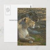 Leeuwen Ansichtkaart Briefkaart (Voorkant / Achterkant)