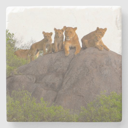 Leeuwen bekijken de scène vanaf daar Rock Perch Stenen Onderzetter (Voorkant)