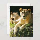 Leeuwen Briefkaart (Voorkant / Achterkant)