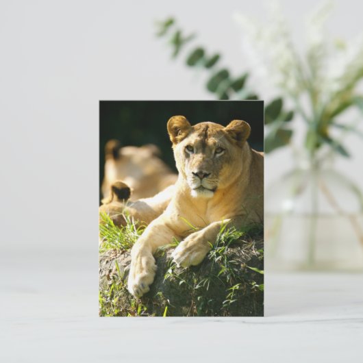 Leeuwen Briefkaart (Staand voorkant)