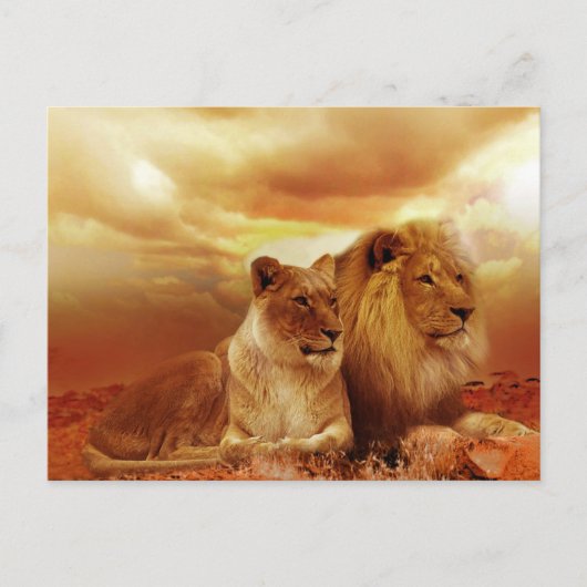 Leeuwen en leeuwen briefkaart (Voorkant)