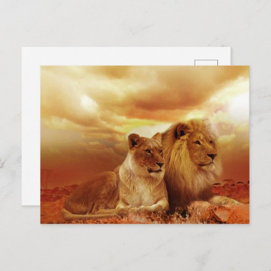 Leeuwen en leeuwen briefkaart (Voorkant / Achterkant)