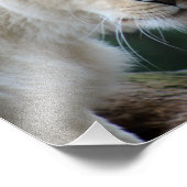 Leeuwen en leeuwen foto afdruk (Hoek)