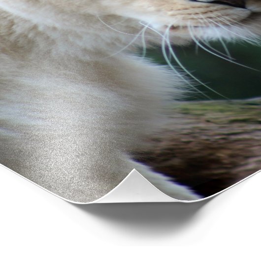 Leeuwen en leeuwen foto afdruk (Hoek)