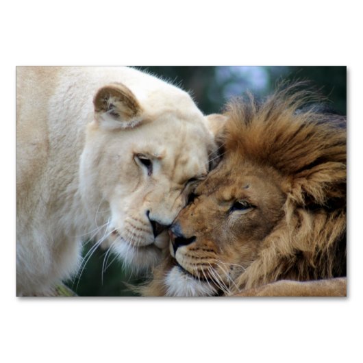 Leeuwen en leeuwen kaart (Voorkant)