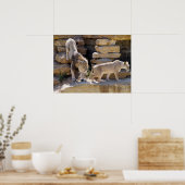 Leeuwen en leeuwen lopen op de rotsen poster (Keuken)