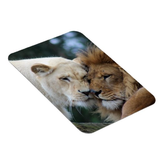 Leeuwen en leeuwen magneet (Rechterzijde)