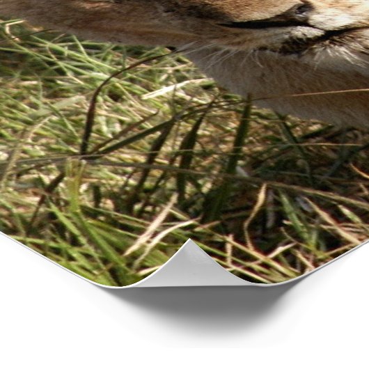 Leeuwen en leeuwen poster (Hoek)