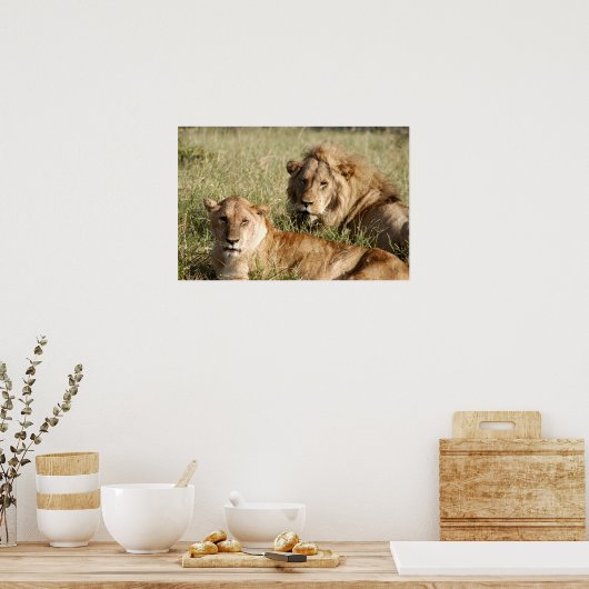 Leeuwen en leeuwen poster (Keuken)