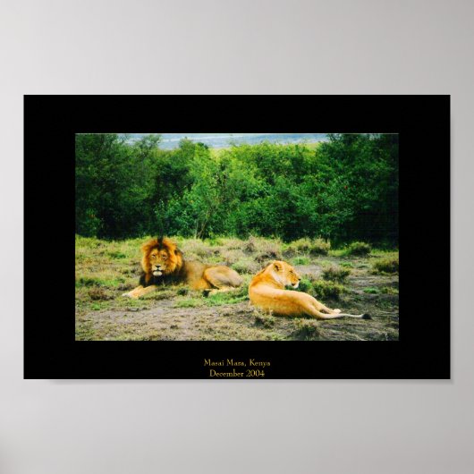 Leeuwen en leeuwen poster (Voorkant)