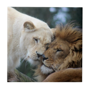 Leeuwen en leeuwen tegeltje