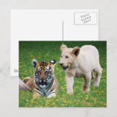 Leeuwen en tijgerknobbels briefkaart (Voorkant / Achterkant)