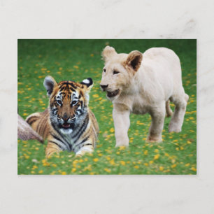 Leeuwen en tijgerknobbels briefkaart
