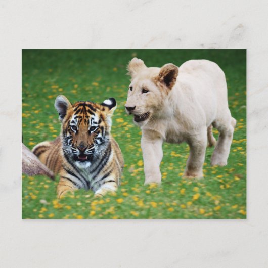 Leeuwen en tijgerknobbels briefkaart (Voorkant)