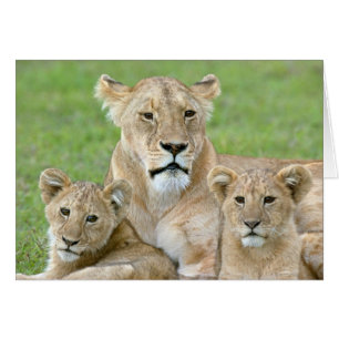 Leeuwen en twee Cubs, Oost-Afrika, Tanzania,