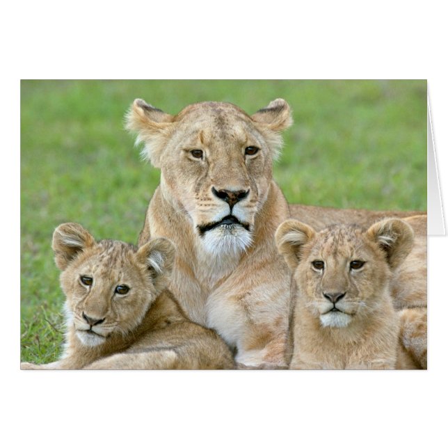 Leeuwen en twee Cubs, Oost-Afrika, Tanzania, (Voorkant Horizontaal)