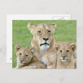 Leeuwen en twee Cubs, Oost-Afrika, Tanzania, Briefkaart (Voorkant / Achterkant)