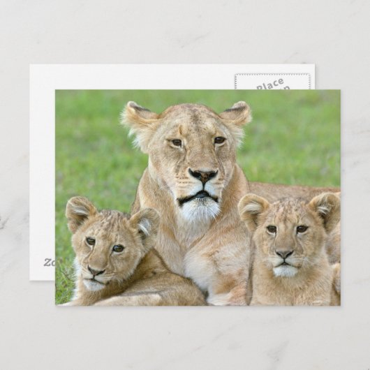 Leeuwen en twee Cubs, Oost-Afrika, Tanzania, Briefkaart (Voorkant / Achterkant)