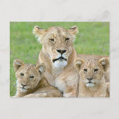 Leeuwen en twee Cubs, Oost-Afrika, Tanzania, Briefkaart (Voorkant)