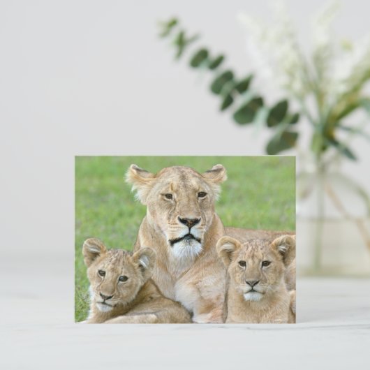 Leeuwen en twee Cubs, Oost-Afrika, Tanzania, Briefkaart (Staand voorkant)