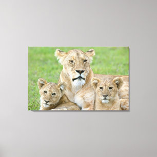 Leeuwen en twee Cubs, Oost-Afrika, Tanzania, Canvas Afdruk