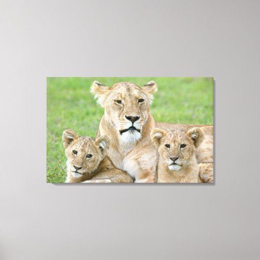 Leeuwen en twee Cubs, Oost-Afrika, Tanzania, Canvas Afdruk (Voorkant)