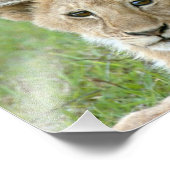 Leeuwen en twee Cubs, Oost-Afrika, Tanzania, Foto Afdruk (Hoek)