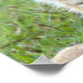 Leeuwen en twee Cubs, Oost-Afrika, Tanzania, Poster (Hoek)