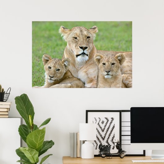 Leeuwen en twee Cubs, Oost-Afrika, Tanzania, Poster (Thuiskantoor)
