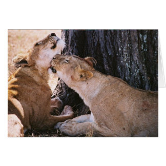 Leeuwen in de Serengeti