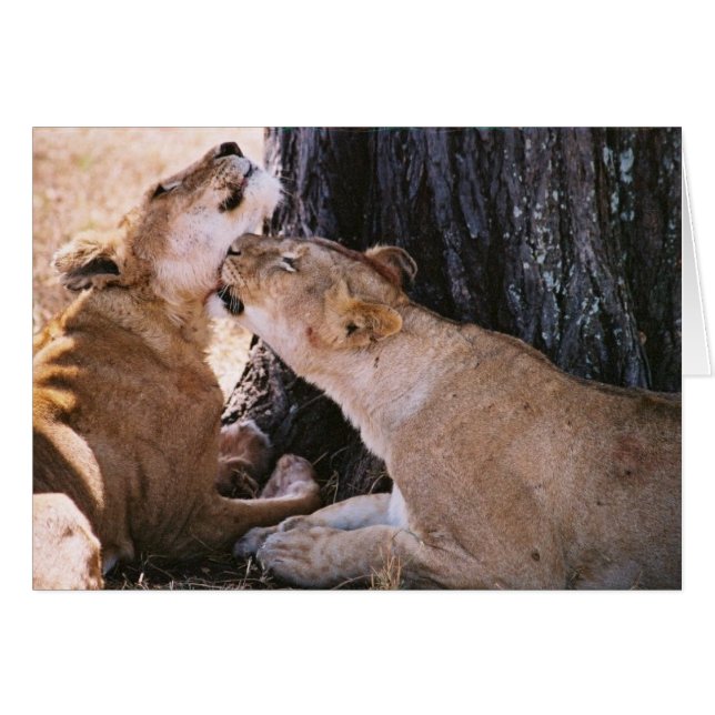 Leeuwen in de Serengeti (Voorkant Horizontaal)