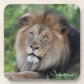 Leeuwen in een bos bier onderzetter (Voorkant)