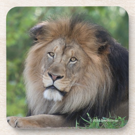 Leeuwen in een bos bier onderzetter (Voorkant)