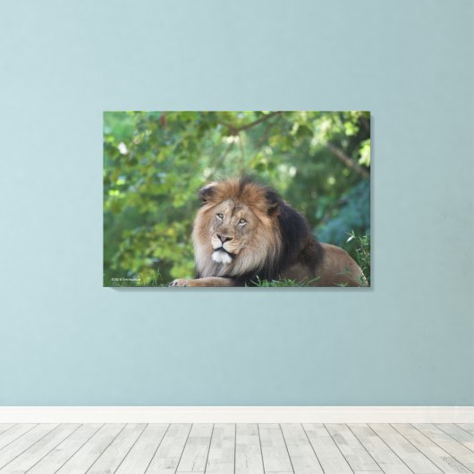 Leeuwen in een bos canvas afdruk (Insitu (Houten vloer))