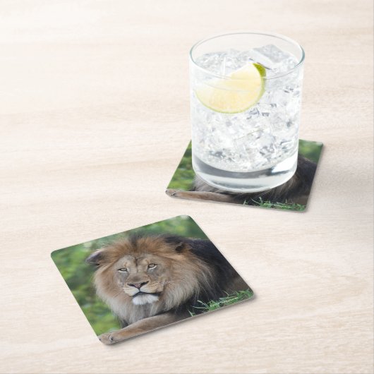 Leeuwen in een bos kartonnen onderzetters (Insitu)
