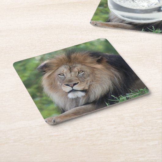 Leeuwen in een bos kartonnen onderzetters (Schuin)
