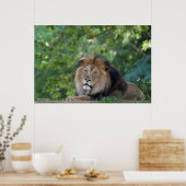 Leeuwen in een bos poster (Keuken)