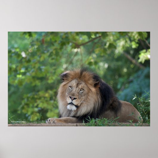 Leeuwen in een bos poster (Voorkant)