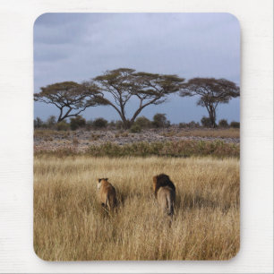 Leeuwen in een gewoon Afrika Muismat