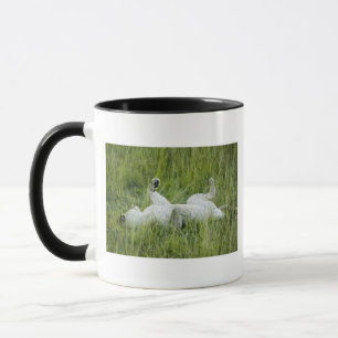 Leeuwen in het hoge gras, Afrika Mok