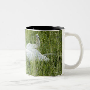 Leeuwen in het hoge gras, Afrika Tweekleurige Koffiemok