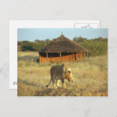 Leeuwen in Namibië Briefkaart (Voorkant / Achterkant)