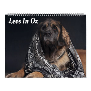 Leeuwen in Oz Kalender
