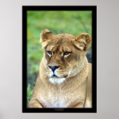 Leeuwen (kleurversie) poster (Voorkant)