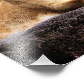 Leeuwen op de rotsen foto afdruk (Hoek)