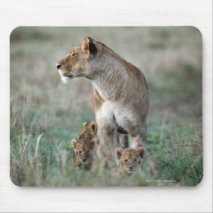 Leeuwen (Panthera leo) en kubs, Masai Mara Muismat
