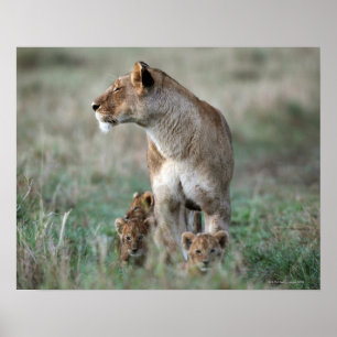 Leeuwen (Panthera leo) en kubs, Masai Mara Poster
