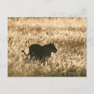 Leeuwen (Panthera leo), gesilhoueteerd in langgras Briefkaart